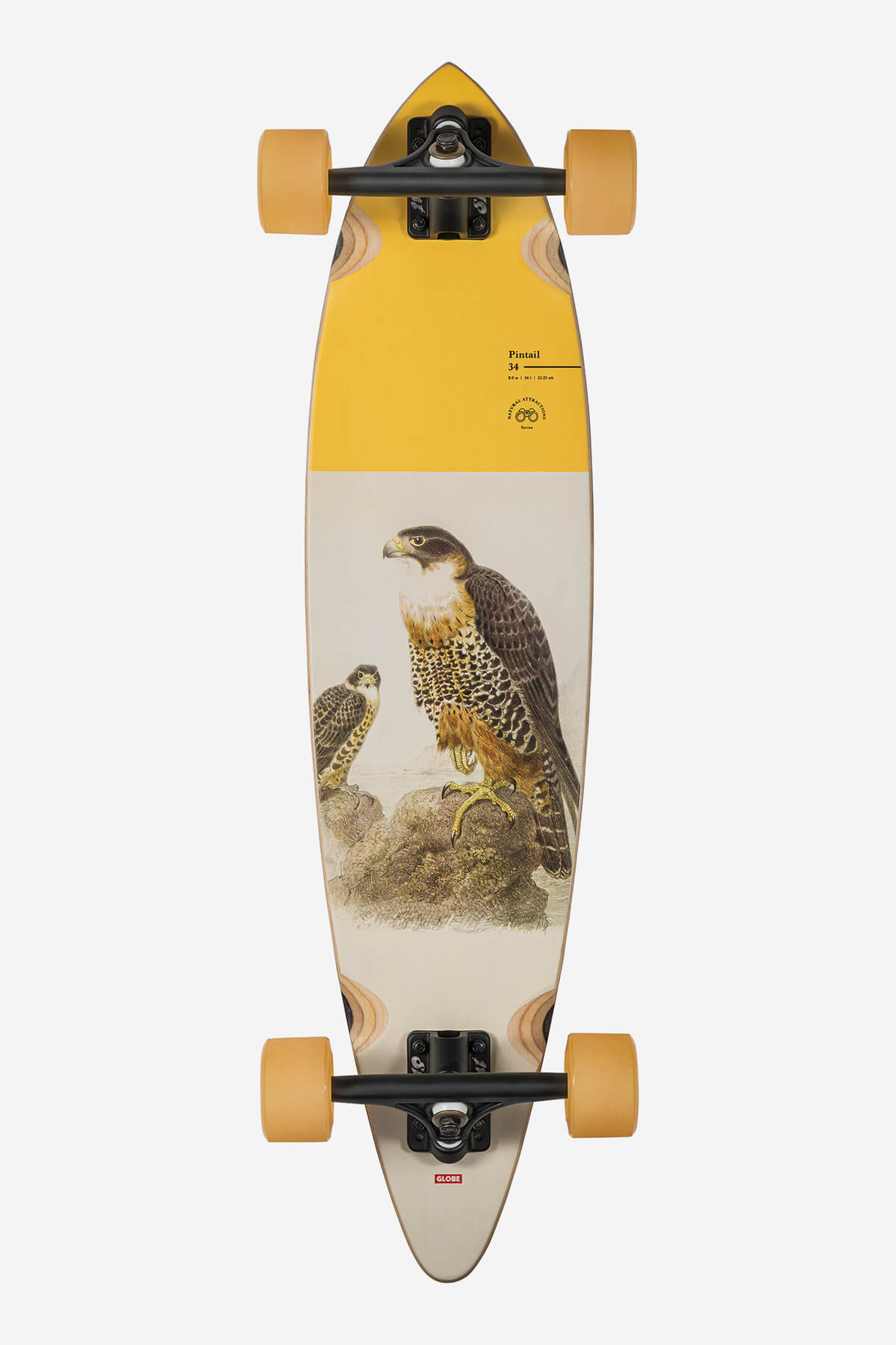 pintail falcon 34" longboard